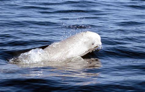 First Ever Beluga Narwhal Hybrid Discovered