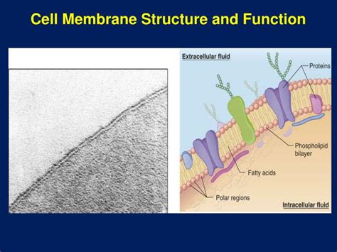 Ppt Cell Membrane Structure And Function Powerpoint Presentation