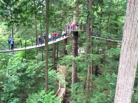 5 Things To Do At Capilano Suspension Bridge Park Besides Cross The