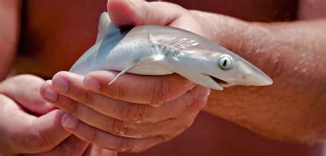 What Do Baby Sharks Look Like The Good Mother Project