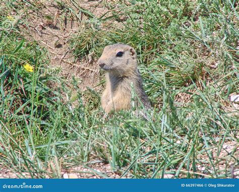 The Gopher Sits In A Hole Among A Green Grass Stock Photo Image Of