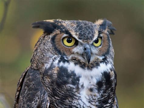 Everything You Wanted To Know About The Great Horned Owl Hubpages