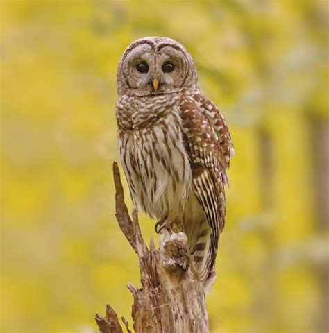 Sunday Nature Walk Barred Owl — Aspetuck Land Trust
