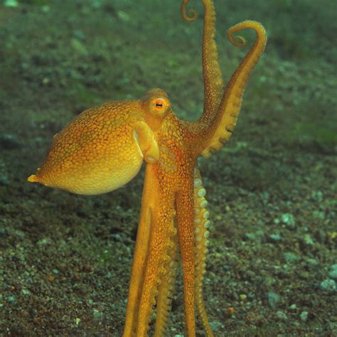 These 8 Reasons Prove The Octopus Is A Seriously Awesome Creature