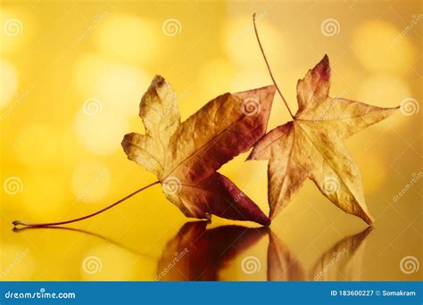 Golden Autumn Leaves Stock Image Image Of Background 183600227