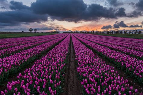 Tulip Sunset Tulips Sunset Places To Visit