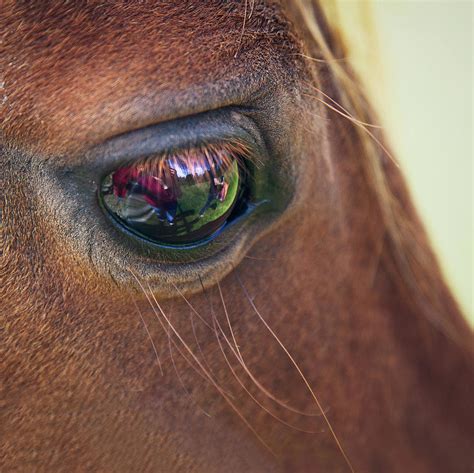 Close Up Of A Horse Eye By Elisa Voros