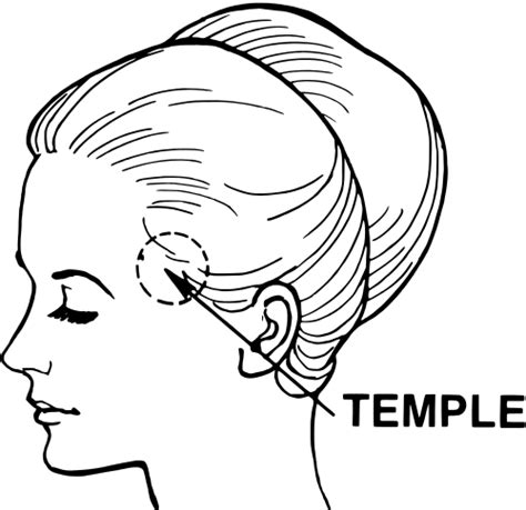 Temple Anatomy Wikipedia