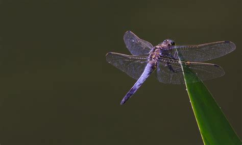 Purple Dragonfly Wallpaper