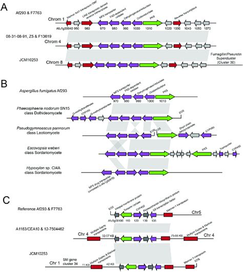 Multiple Genomic Locations Of 2 Sm Gene Clusters A Sm Gene Cluster 1