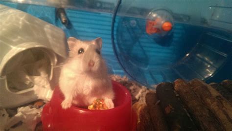 Russian Dwarf Hamster Behaviour Normal Vs Problem