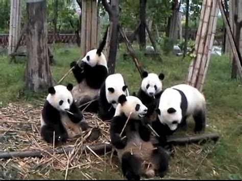 Six Adorable Baby Pandas Munch Bamboo At Once Video