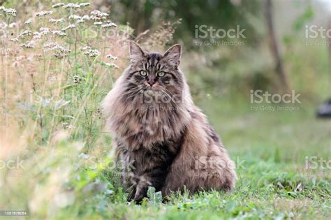 Norwegian Forest Cat Male Stock Photo Download Image Now Norwegian