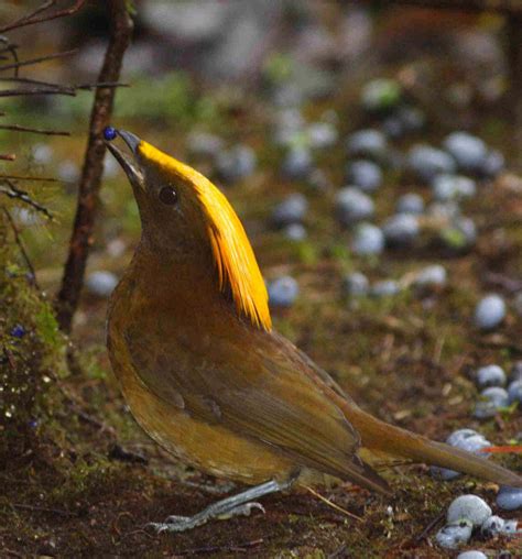 キエボシニワシドリ Golden Fronted Bowerbird Amblyornis Flavifrons