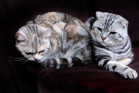 Two Cats Scottish Fold Marble On Silver Scottish Straight Portrait