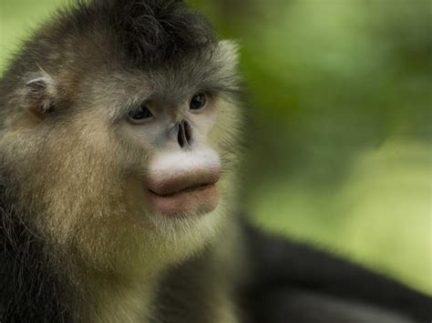 Chinas Rare Snub Nosed Monkeys Cbs News