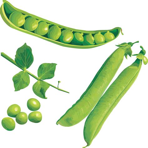 Clipart Vegetables Pea Clipart Vegetables Pea Transparent Free For
