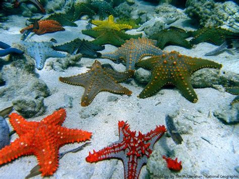 Interesting Facts About Starfish Just Fun Facts