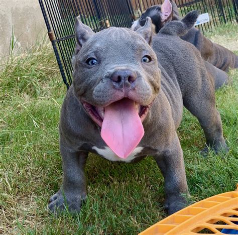 Compact, thickset, strong and sturdy, the american bully, also known as the bully pit, has the american pit bull terrier as its foundation, with other breeds integrated during the development. American Bully Puppies For Sale | San Antonio, TX #304795