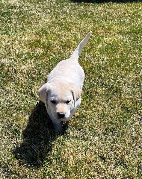 White Labrador Retriever Puppy Litters Coal Creek Labrador Retrievers