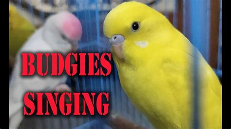 Budgies Singing If Your Budgies Dont Chirp Playing This Video Will