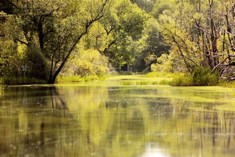 Free Images Okefenokee Swamp Georgia Natural Landscape Body Of