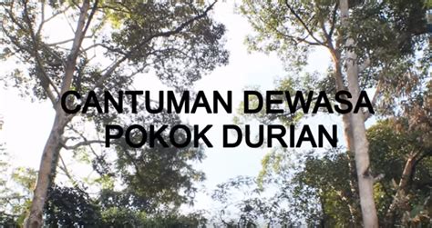Sambung pucuk durian adalah salah satu cara untuk mendapatkan bibit durian unggul. Cara Buat Cantuman Dewasa Pokok Durian Musang King Agar ...