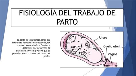 Fisiología Del Trabajo De Parto Diapositivas Medicina Udocz
