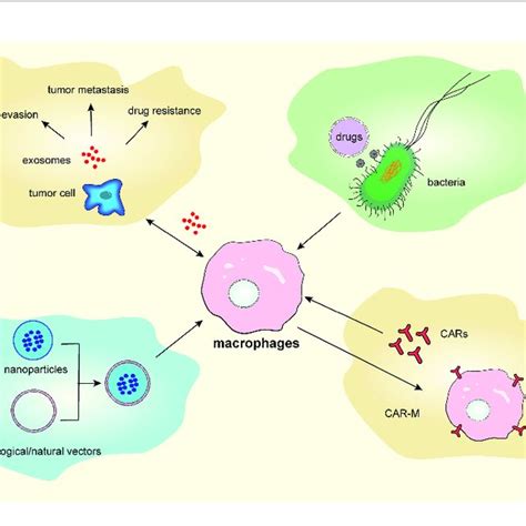 Targeting Tumor Associated Macrophages Repolarization Via Exosomes