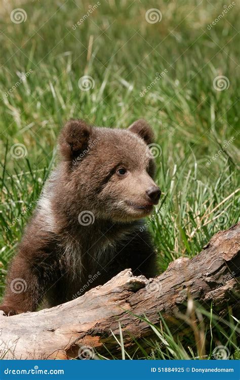 Grizzly Bear Cub Sitting On The Log Stock Image Image Of America