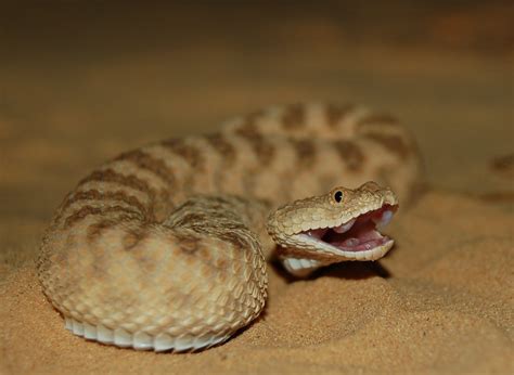 Common Sand Viper Cerastes Vipera עכן קטן Aviad Bar Flickr
