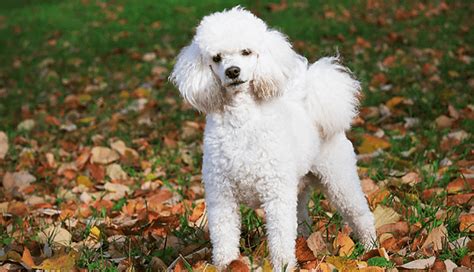 Different Types Of Poodle Dog Breed Information Pictures