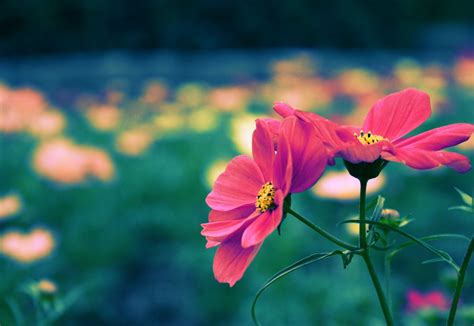 Find over 100+ of the best free flowers images. HD Pretty Backgrounds Tumblr | PixelsTalk.Net