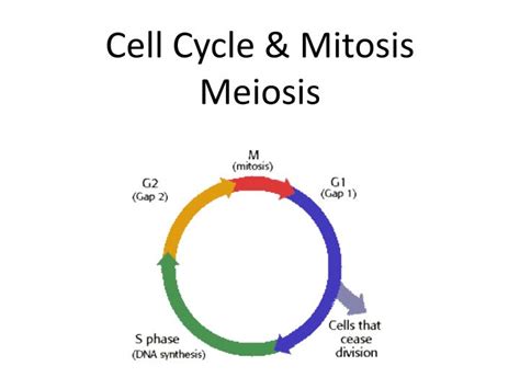 Ppt Cell Cycle And Mitosis Meiosis Powerpoint Presentation Free