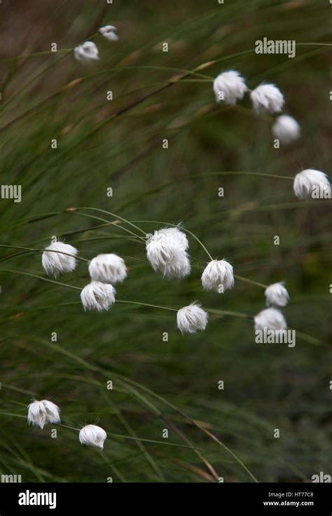Common Cotton Grass Eriophorum Angustifolium Close Up Of Flower Heads