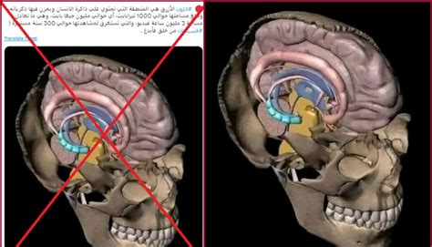 رسم توضيحي لعمل الذاكرة في دماغ الإنسان؟ إليكم الحقيقة factcheck النهار العربي