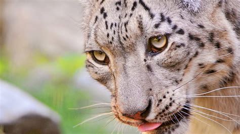 Download Wallpaper 1920x1080 Snow Leopard Face Eyes Spotted