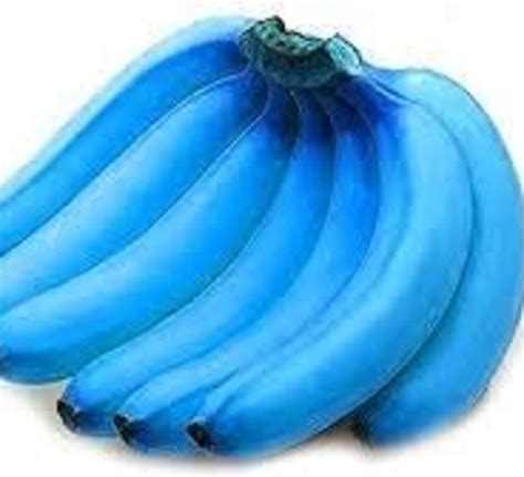 Amazon Com CHUXAY GARDEN Rare Blue Banana Fruit Seed Seeds Sweet Tropical Fruit Exotic
