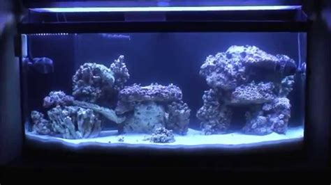 Here are some beautiful aquascaped tanks to give you some ideas of what you might accomplish in your aquarium with the right hardscape and design. Live Rock Aquascape - YouTube