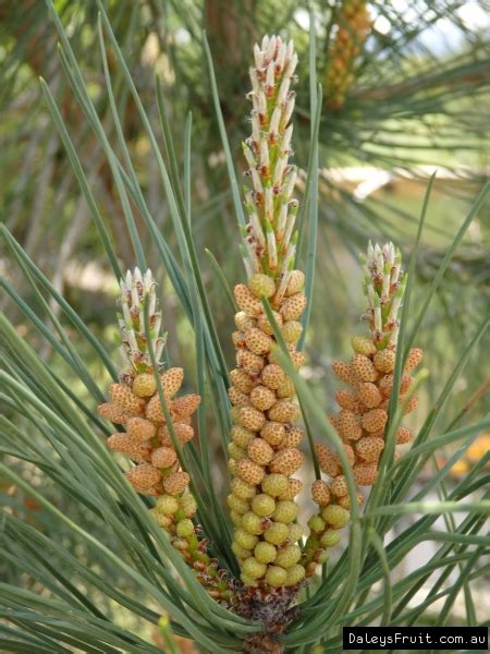 Pine Nut Tree Pinus Pinea