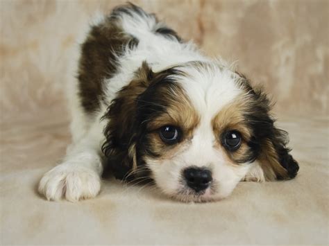 Happytail's cavachon puppies come from breeders with over 10 years experience, offering a 10 year health guarantee! Cavachon Puppies for Sale - North Texas Cat Rescue