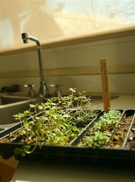 10 Best Of Indoor Vegetable Garden Growing Vegetables Indoors Indoor