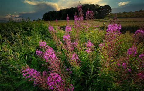 Wallpaper Summer Flowers Nature Bush Meadow Pink Ivan Tea