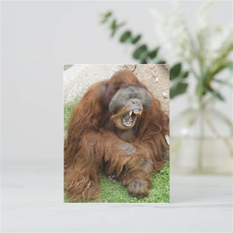 Laughing Orangutan Postcard Zazzle