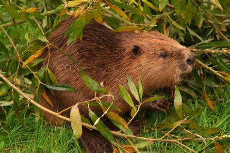 Beavers England Stock Photos Pictures And Royalty Free Images Istock