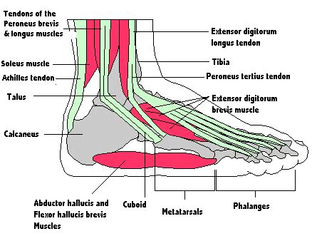Anatomy of leg and foot human muscular system. Foot Anatomy