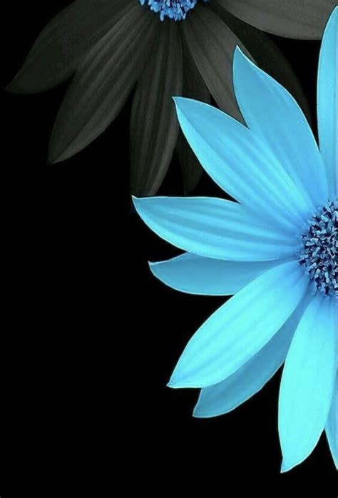 Black And Turquoise Black Phone Wallpaper Full Hd Wallpaper Flower