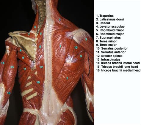 Posterior Trunk Muscles Labeled Awesomebackgroundsforcomputerscreens