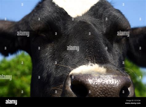 Cara De Vaca Primer Plano Fotografías E Imágenes De Alta Resolución Alamy
