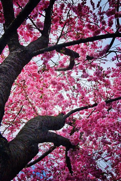 Beautiful Mother Nature Photo Sakura Tree Cherry Tree Blossom